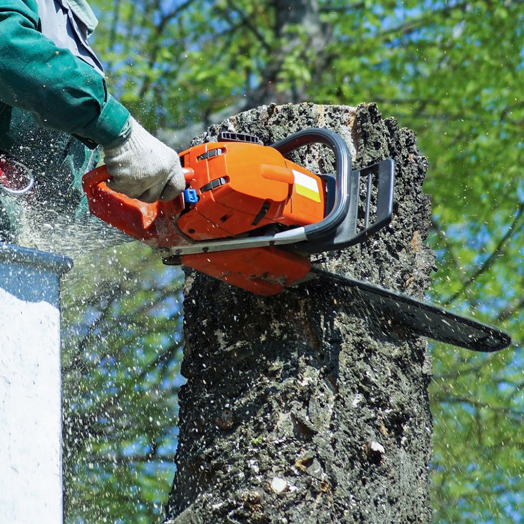  Abbattimento alberi controllato